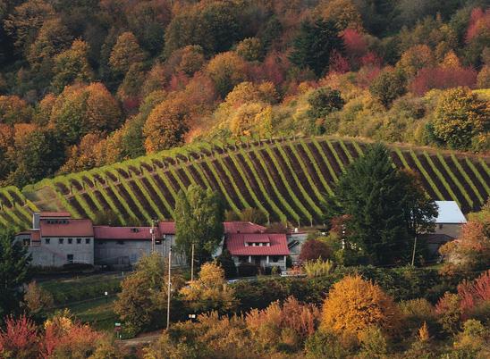 Rex Hill Vinyard