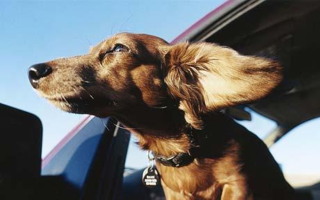Puppy with head out the window