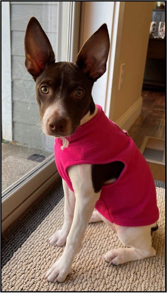 Rat Terrier