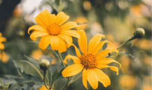 Gold flowers