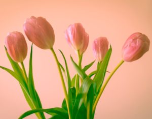 Pink tulips