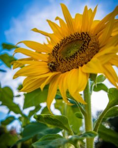 Sunflower