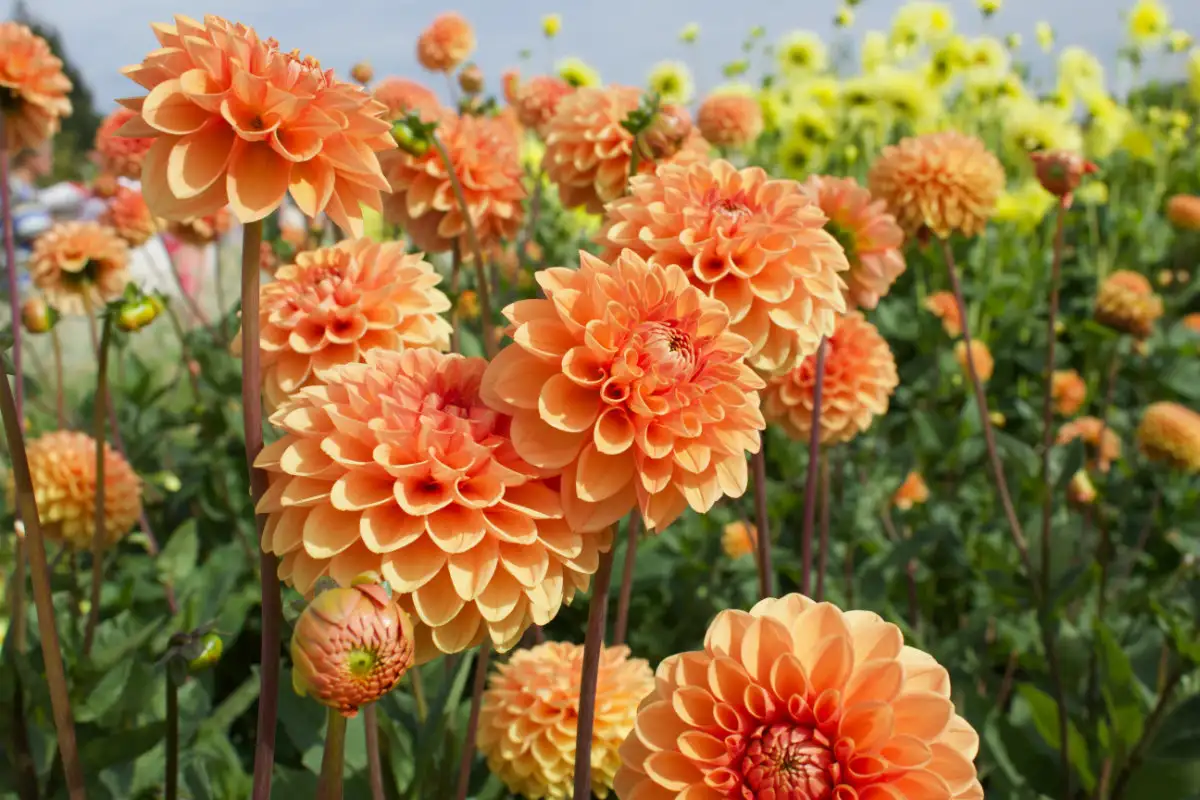 Beautifu Dahlias